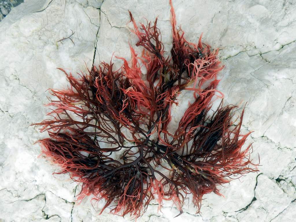 Alga rossa